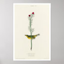 Pesquisar por audubon Aves