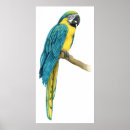 Pesquisar por macaw pôsteres pósteres Animais