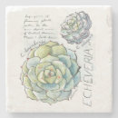 Pesquisar por echeveria porta copos Succulent