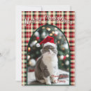 Pesquisar por gatinhos bonitos cartoes Para pets