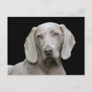 Pesquisar por weimaraner cartoes postais Animal