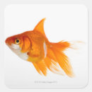 Pesquisar por peixe dourado adesivos Nadar