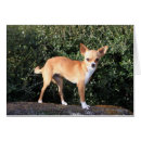 Pesquisar por filhote de cachorro da chihuahua cartoes postais Olhando a câmera