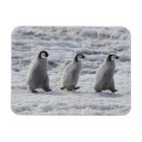 Pesquisar por três animais imas Pássaro