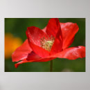 Pesquisar por papoila de islândia Vermelho