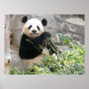 Pesquisar por urso panda pôsteres pósteres Mamífero