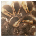 Pesquisar por animal do bebê azulejos Para ela