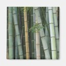Pesquisar por floresta de bambu imas Arashiyama