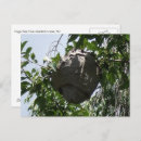 Pesquisar por hornet cartoes postais Natureza