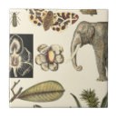 Pesquisar por insetos e azulejos Creme