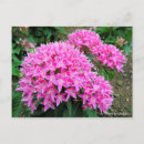 Pesquisar por pentas cartoes postais Flor