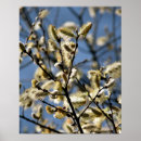 Pesquisar por árvore de salgueiro pôsteres pósteres Árvores