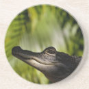 Pesquisar por jacaré porta copos Natureza