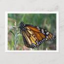 Pesquisar por butterfly cartoes postais Butterflies