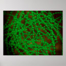 Pesquisar por bactéria pósteres Imagem da cor