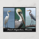 Pesquisar por pelicanos brancos cartoes postais Natureza
