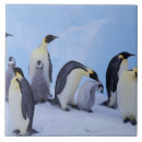 Pesquisar por pinguim azulejos Pássaro