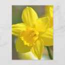 Pesquisar por flor amarela do daffodil Fotografia
