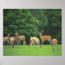 Pesquisar por floresta colorida pôsteres pósteres Veado