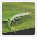 Pesquisar por lagarto verde adesivos Folha
