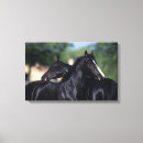Pesquisar por cavalo árabe impressão de canvas Foto