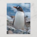 Pesquisar por antarctica cartoes postais Gelo