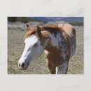 Pesquisar por cavalos azuis cartoes postais Animais