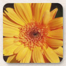 Pesquisar por gerbera alaranjado Amarelo