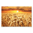 Pesquisar por cereais pôsteres pósteres Grão