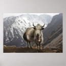 Pesquisar por tibetan pôsteres pósteres Nepal