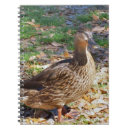 Pesquisar por duck cadernos de notas Aves