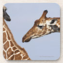 Pesquisar por girafa reticulated Natureza