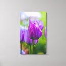 Pesquisar por tulipas roxas impressão de canvas Jardim