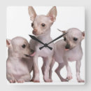 Pesquisar por da chihuahua de relogios de parede Animal