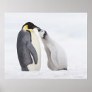 Pesquisar por penguin pósteres Wildlife