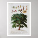 Pesquisar por árvore de cedro pôsteres pósteres Plantas
