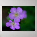 Pesquisar por plantas nativas pôsteres pósteres Flores