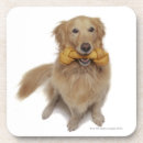 Pesquisar por osso de cão porta copos Golden retriever