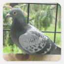 Pesquisar por pigeon adesivos Aves