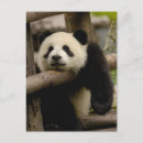 Pesquisar por panda gigante cartoes postais Porcelana