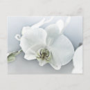Pesquisar por orquídeas exóticas cartoes postais Exótico
