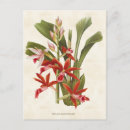Pesquisar por orquídeas cartoes postais Qualquer pessoa