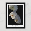 Pesquisar por orquídeas exóticas cartoes postais Floral