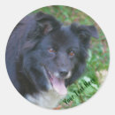 Pesquisar por cara preta do adesivos Cão