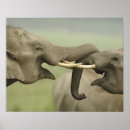 Pesquisar por elefante indiano pósteres Ásia