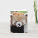 Pesquisar por panda kawaii cartoes Cute