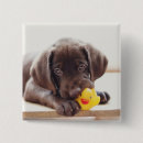 Pesquisar por labrador botons Cachorrinho