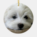 Pesquisar por maltês natal ornamentos Cães