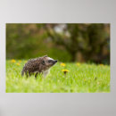 Pesquisar por mammals fotografia Cute