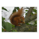 Pesquisar por noz cartoes postais Cinza